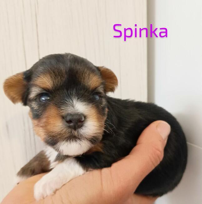 Rezerwacja York Terier Biewer