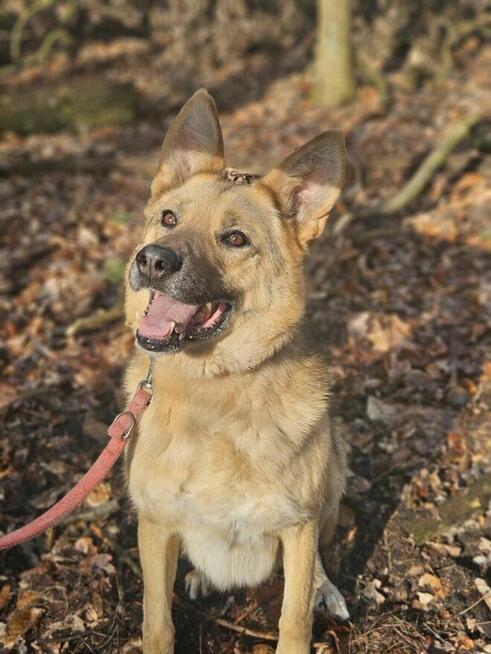 Owczarek mix Gładki szuka domu schronisko Zgierz-aktualne