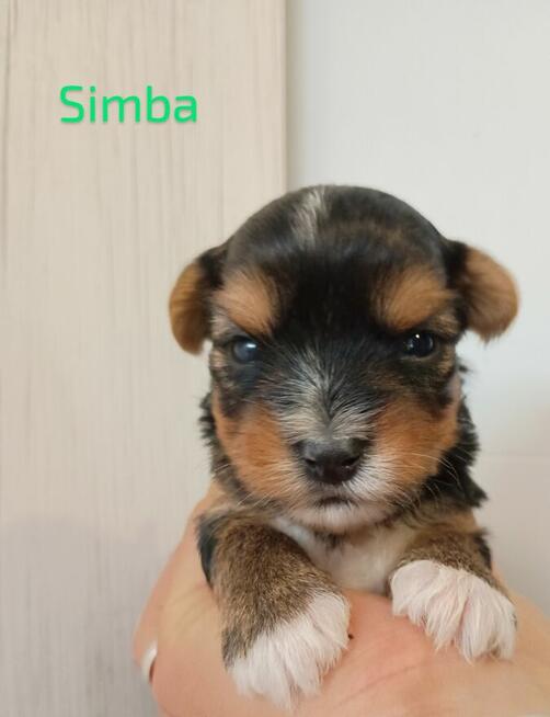 Rezerwacja York Terier Biewer