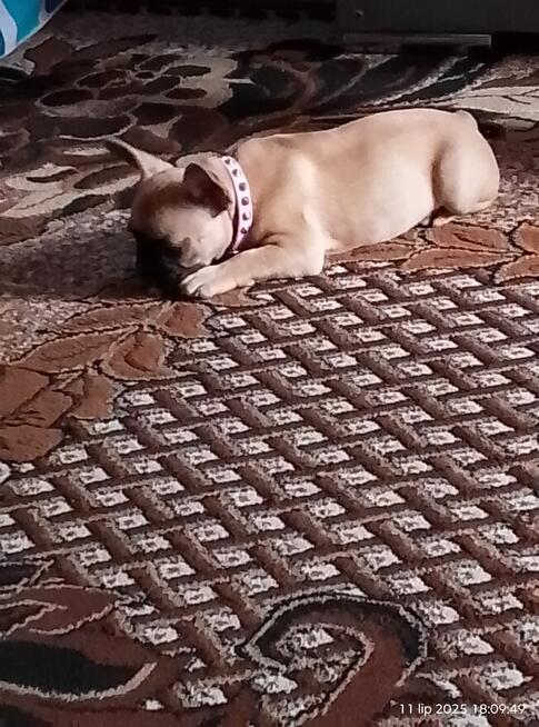 Sunia Buldożka 2 miesiące