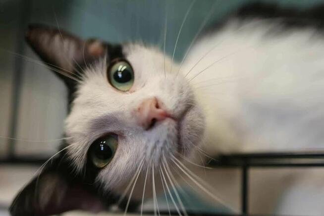 Wyjątkowa koteczka potrzebuje domku!