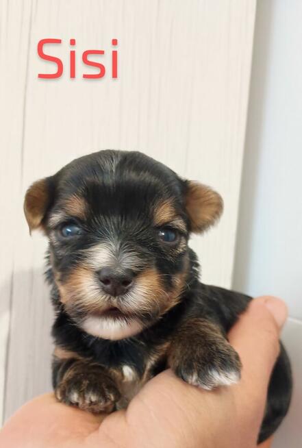 Rezerwacja York Terier Biewer