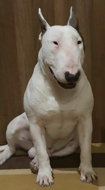 Bulterier standard reproduktor