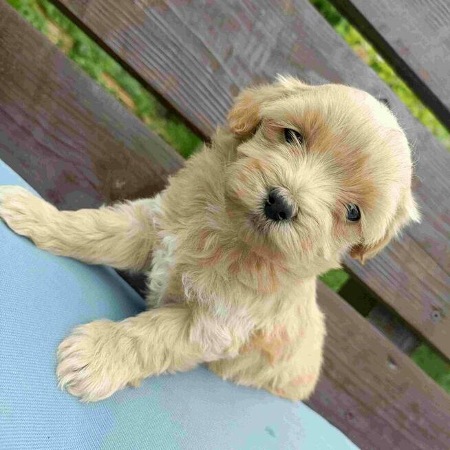 Cudna dziewczynka maltipoo Zapraszam