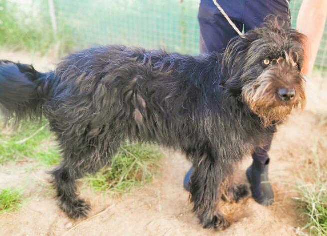 BRYTAN - 2 letni psiak w typie sznaucera szuka domu