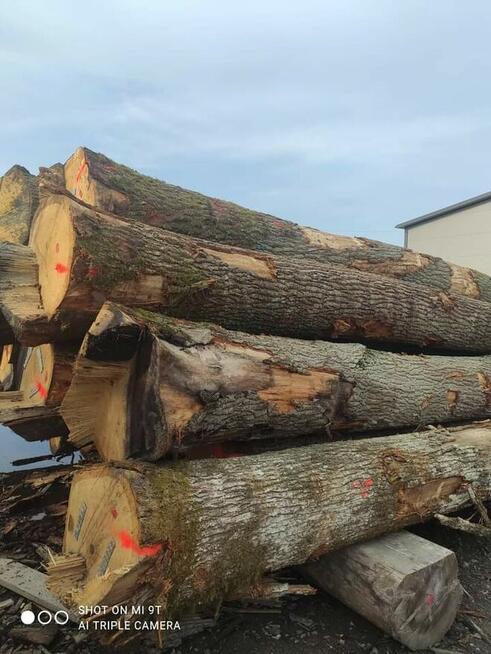 SPRZEDAM LAS DĘBOWY 100 letni