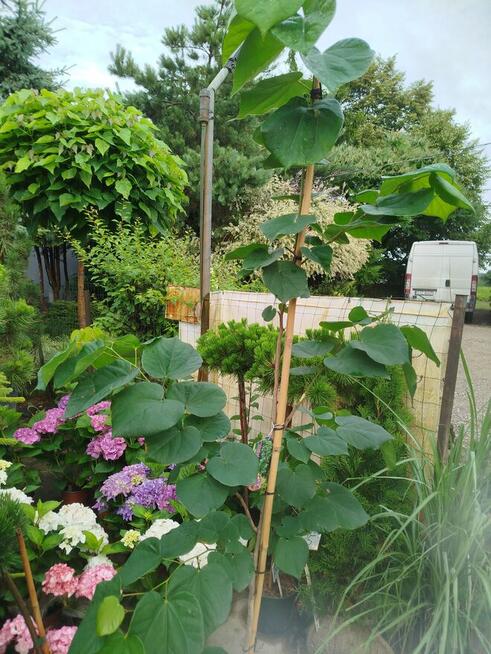 Judaszowiec kanadyjski