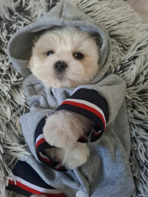 Maltańczyk z rodowodem