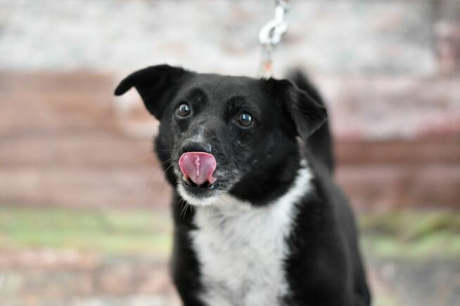 Porzucony Mikuś błaga o domek!