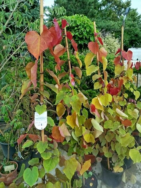 Judaszowiec kanadyjski