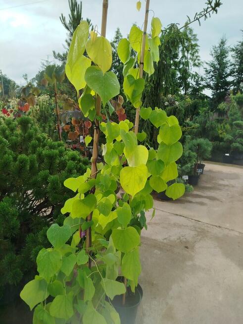 Judaszowiec kanadyjski