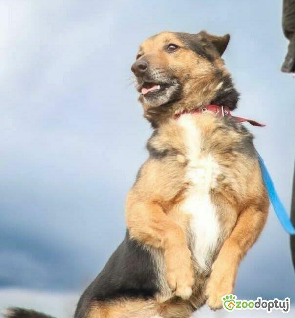 KACPEREK - kochany, wrażliwy kundelek szuka super domu