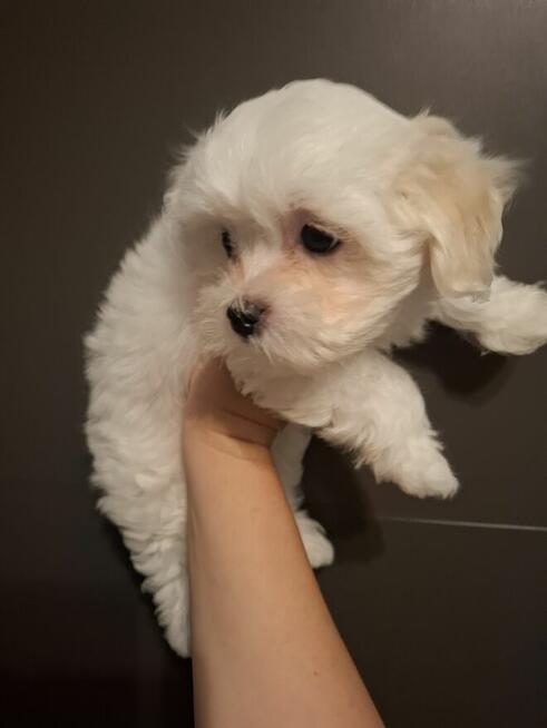 Suczka maltańczyk z rodowodem