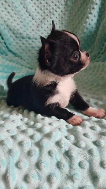 Chihuahua piesek/suczka