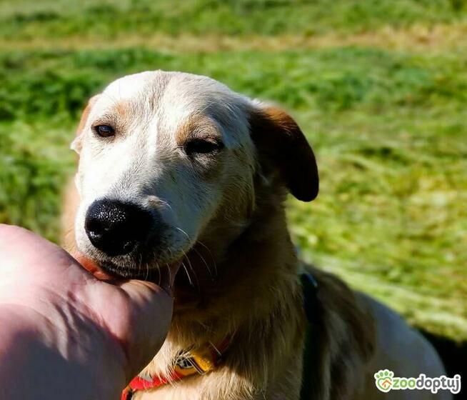 CZESIO - super, roczny psiak poleca się do adopcji