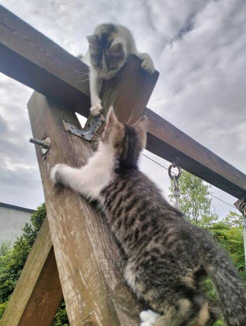 Oddam kotki rocznik2025