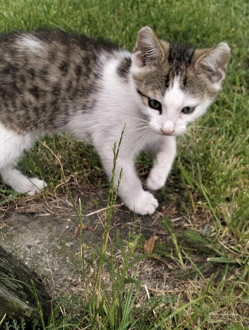 Oddam kotki rocznik2025