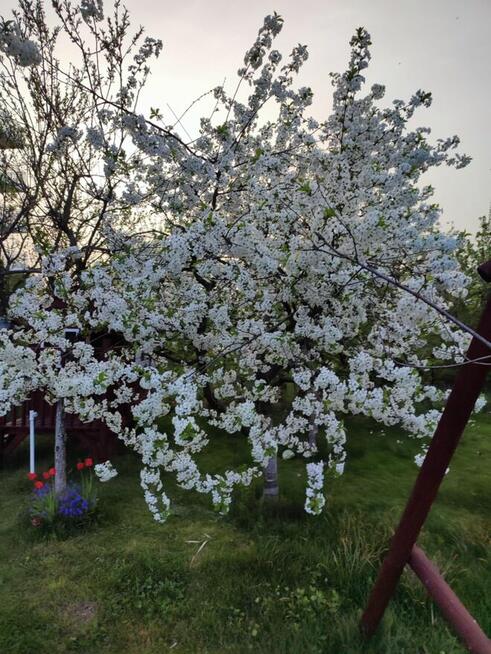 Sprzedam działkę ROD.