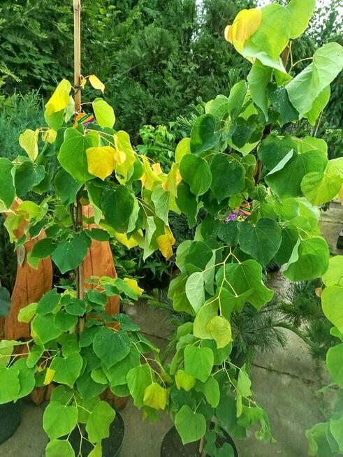 Judaszowiec kanadyjski