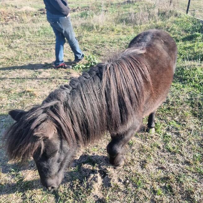 Sprzedam kuca klacz