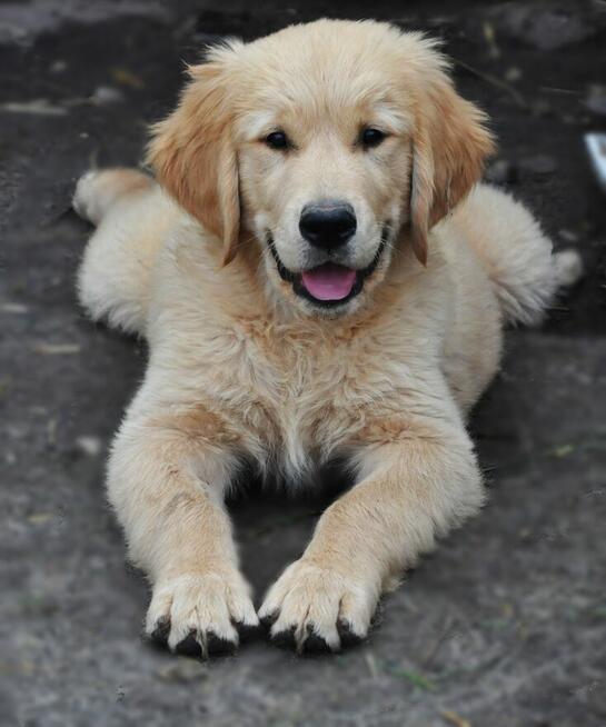 Golden retriever