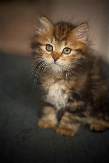 WHATS A GIRL! Czyli przepis na udaną Wuzetkę...