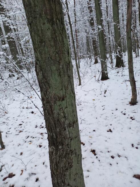 SPRZEDAM LAS DĘBOWY 100 letni