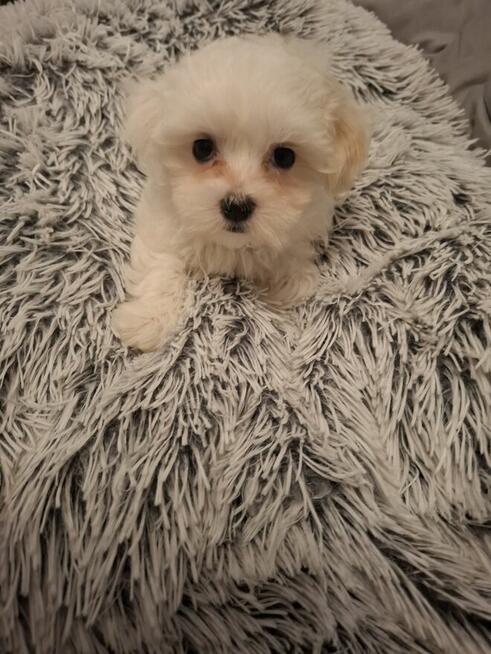 Suczka maltańczyk z rodowodem