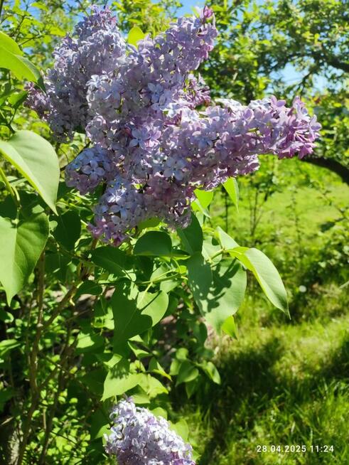Sprzedam działkę ROD.