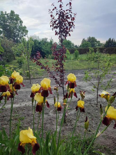 Sprzedam działkę ROD.