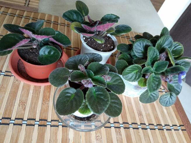 Flebodium szaro-niebieskie i ...