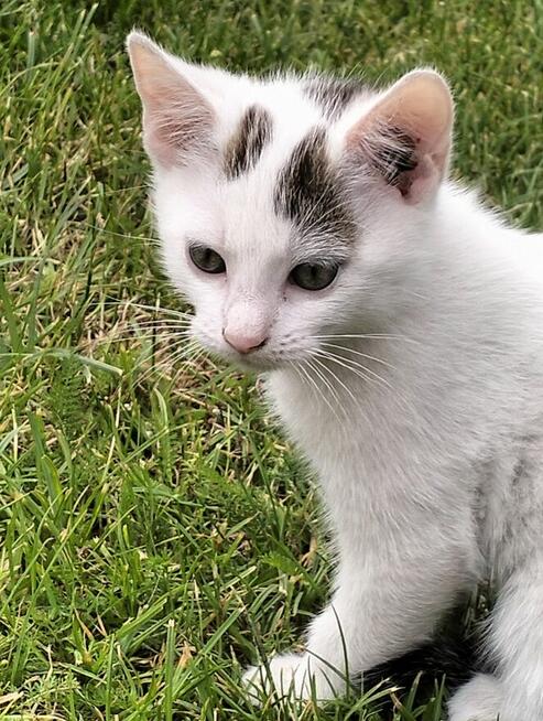 Oddam kotki rocznik2025