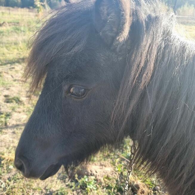 Sprzedam kuca klacz