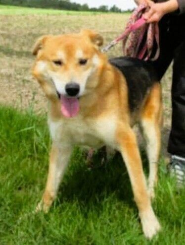 TAYLOR - kochany psiak za kratami schroniska, ADOPTUJ