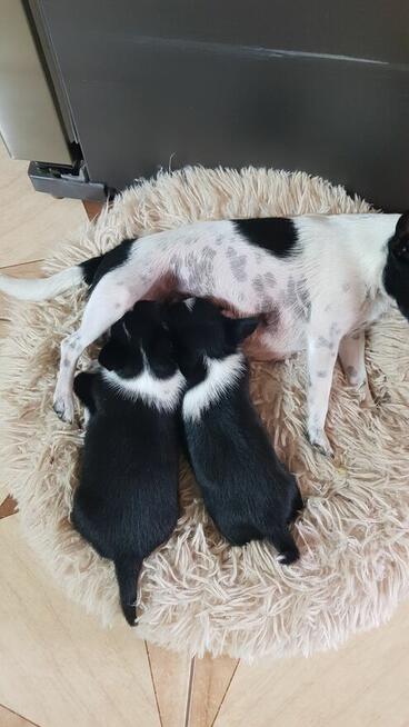 Chihuahua piesek/suczka