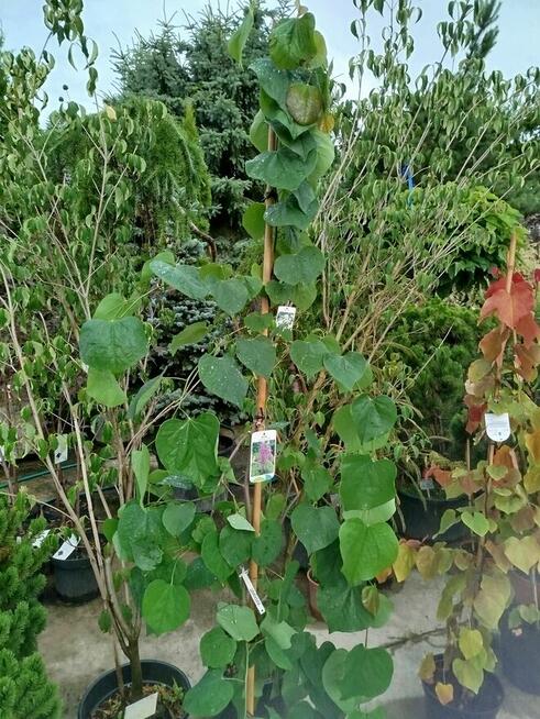 Judaszowiec kanadyjski