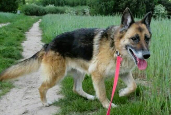 LULU - kochana sunia w typie owczarka za kratami, URATUJ!