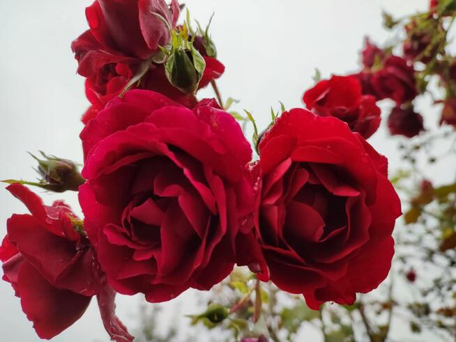 Sprzedam działkę ROD.