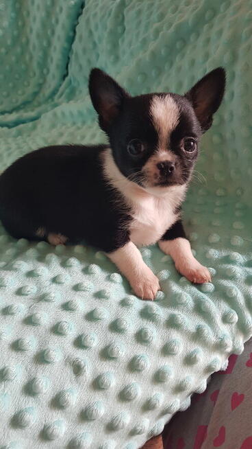 Chihuahua piesek/suczka