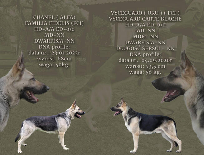 Owczarek wschodnioeuropejski