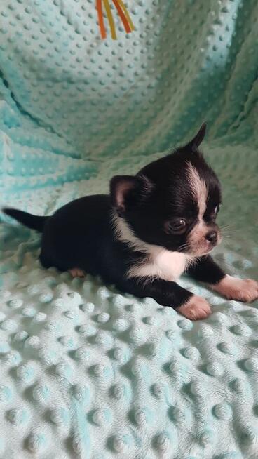 Chihuahua piesek/suczka