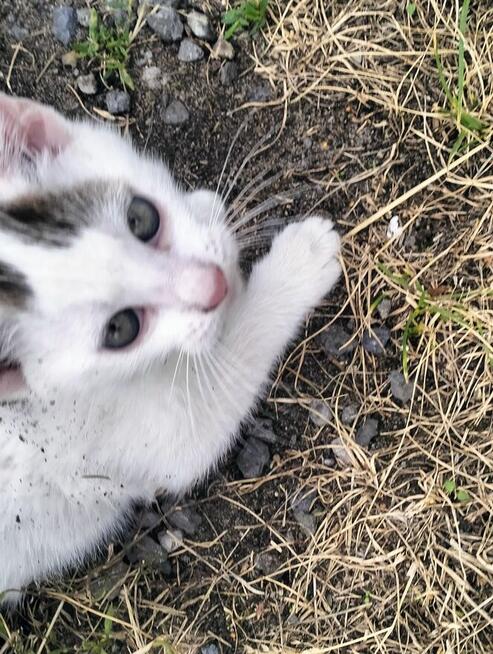 Oddam kotki rocznik2025