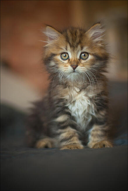 WHATS A GIRL! Czyli przepis na udaną Wuzetkę...