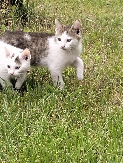 Oddam kotki rocznik2025