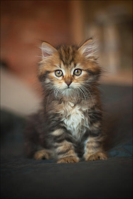 WHATS A GIRL! Czyli przepis na udaną Wuzetkę...