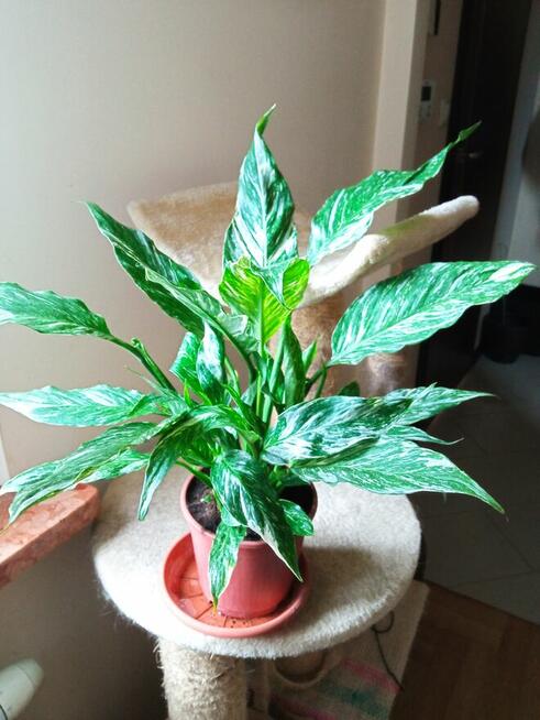 Kwiaty domowe -nadwyżki parapetowe