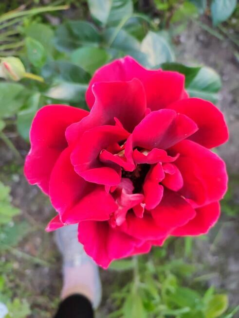 Sprzedam działkę ROD.