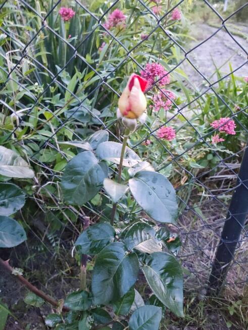 Sprzedam działkę ROD.