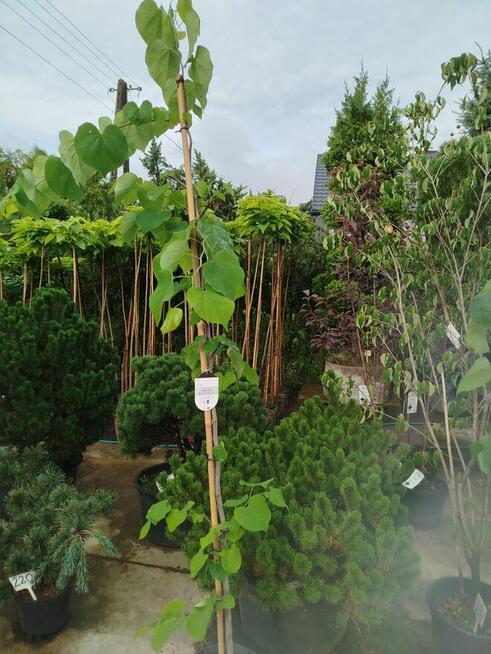 Judaszowiec kanadyjski