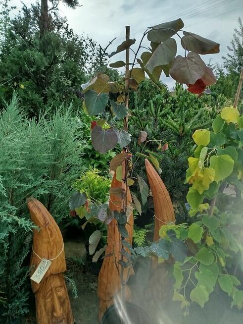 Judaszowiec kanadyjski